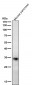 Anti-ERP27 Rabbit Monoclonal Antibody